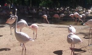 Foz Iguazu Brasil