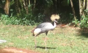 Foz Iguazú - Brasil