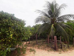 Palmeras y cocoterons en Atins - MA