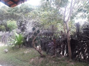 Alojamientos en Atins