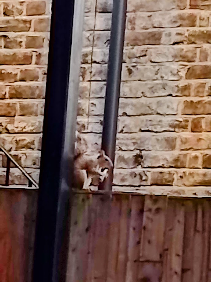 ardilla en el patio del Stratford Hotel en Londres