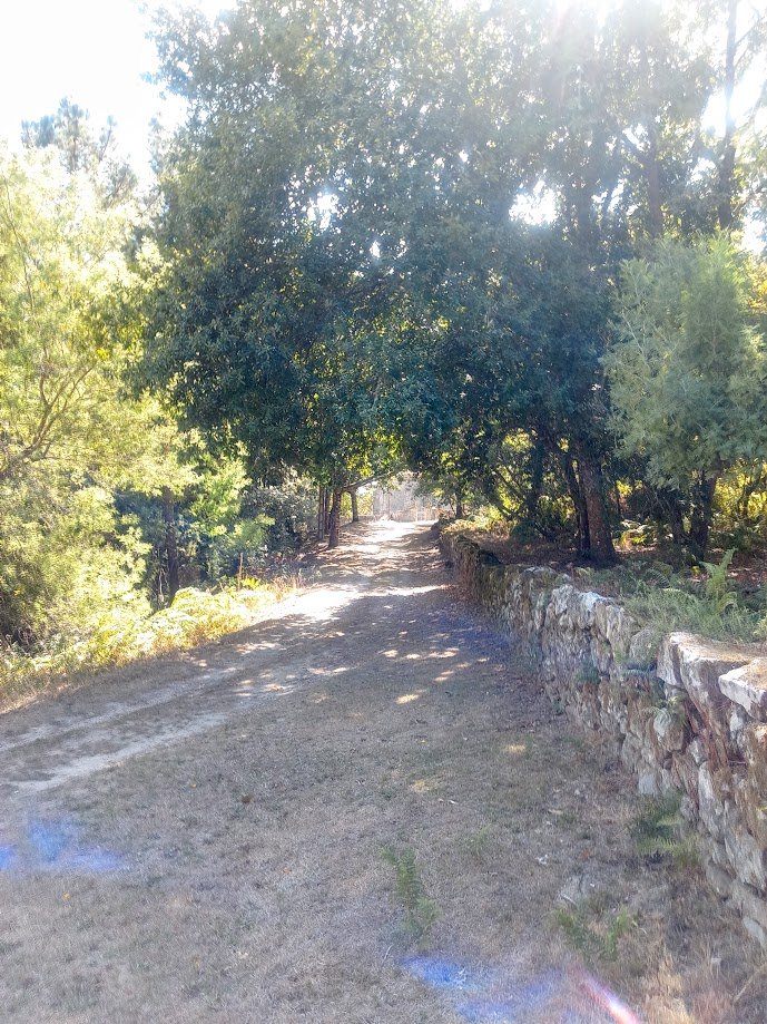 Sendero sombreado por frondosos árboles verdes y delimitado por un muro antiguo cubierto de musgo camino a la iglesia de Banga.