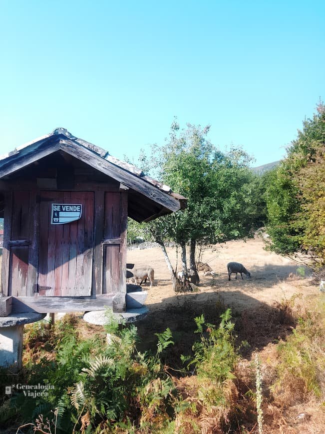 Primer plano de un hórreo rústico de madera con un cartel de se vende en la puerta, mostrando ovejas pastando en un campo seco al fondo bajo los árboles.