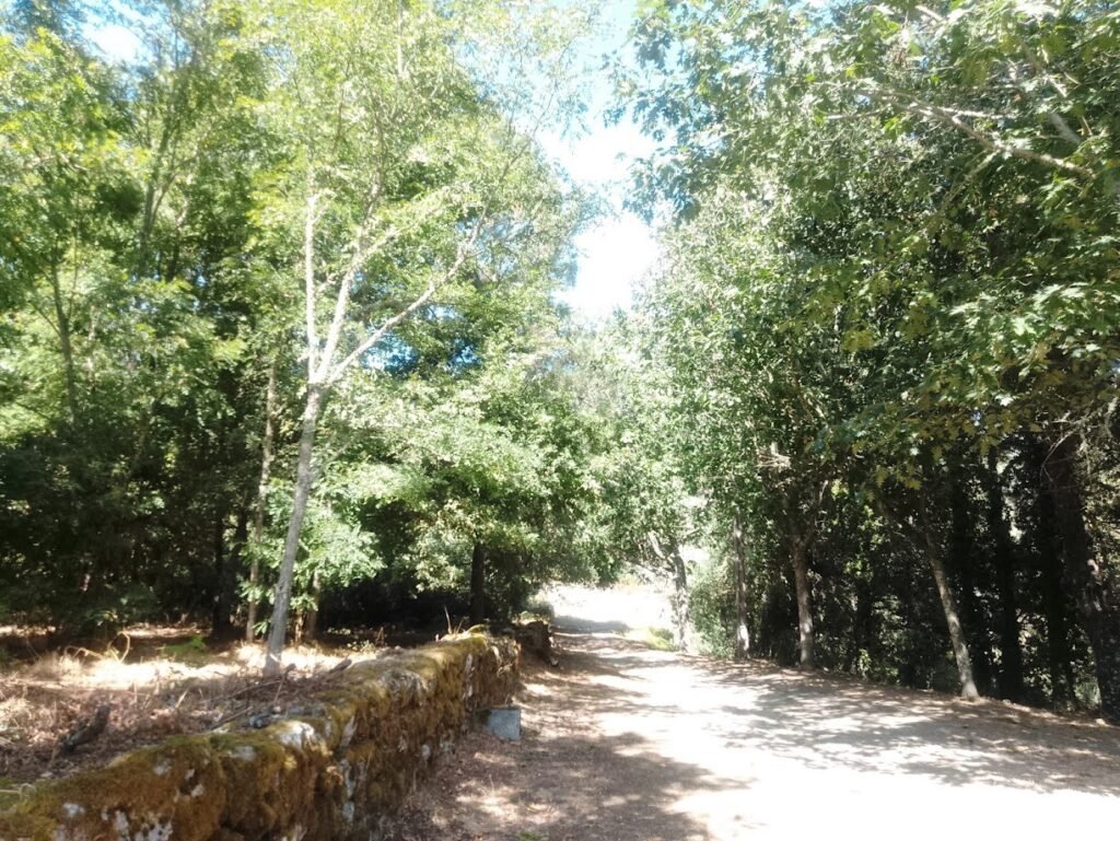 • Camino vecinal de tierra sombreado por frondosos árboles verdes y delimitado por un muro antiguo cubierto de musgo en el entorno rural de O Irixo.