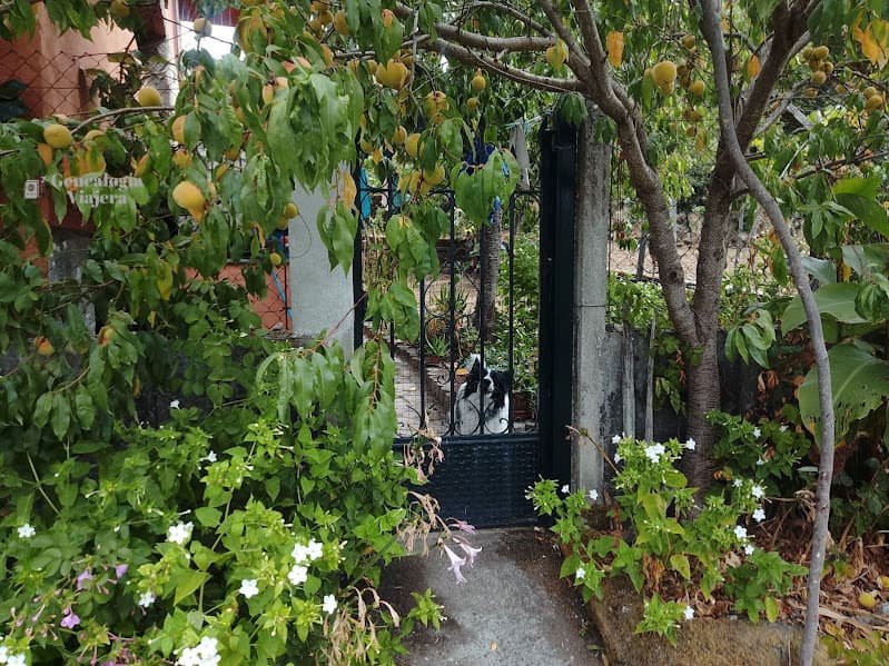 Portón negro de una casa en Paradela cubierto por árboles frutales y un perro blanco y negro asomándose.